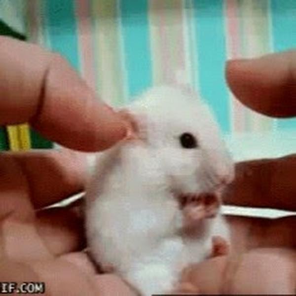 DANIEL MONTEALVARO MENESES